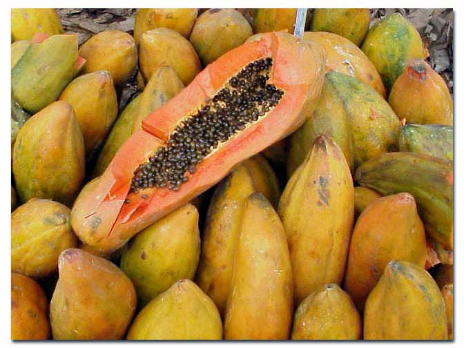 antiqua papayas