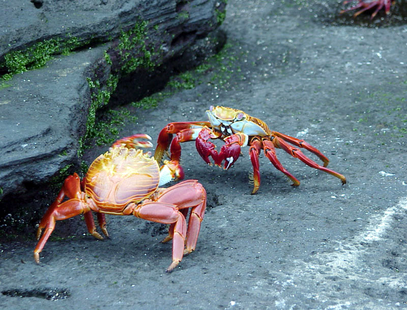 courting crabs