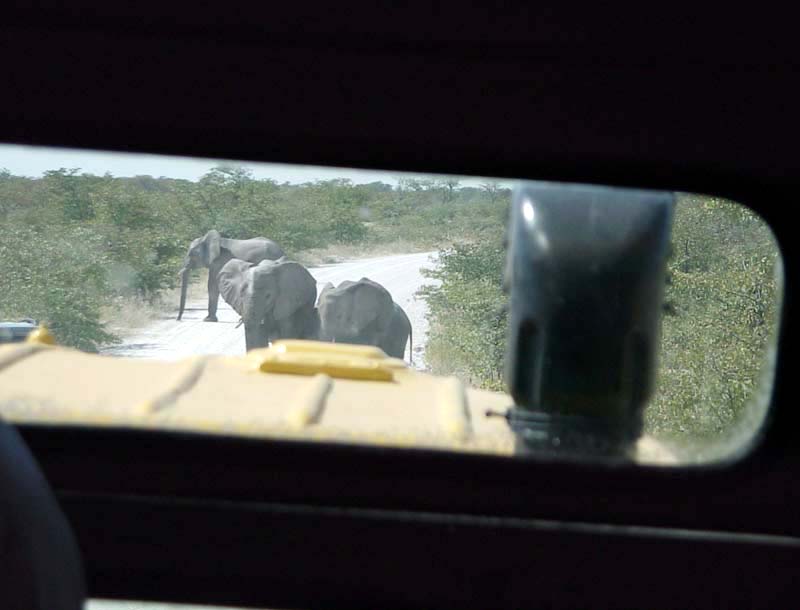 elephants ahead