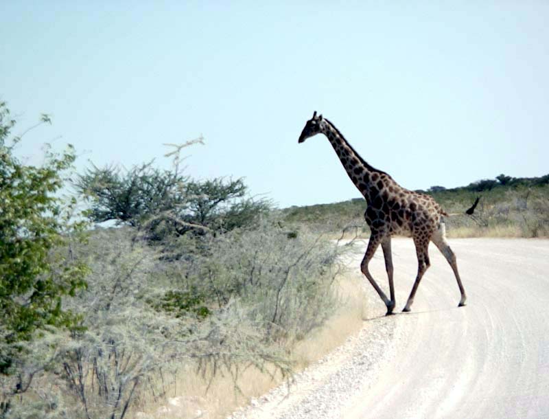 giraffe crossing