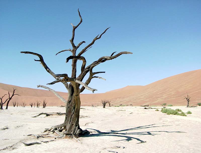 namibia tree