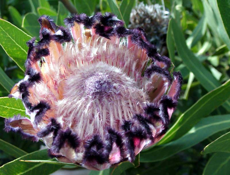 south african flower