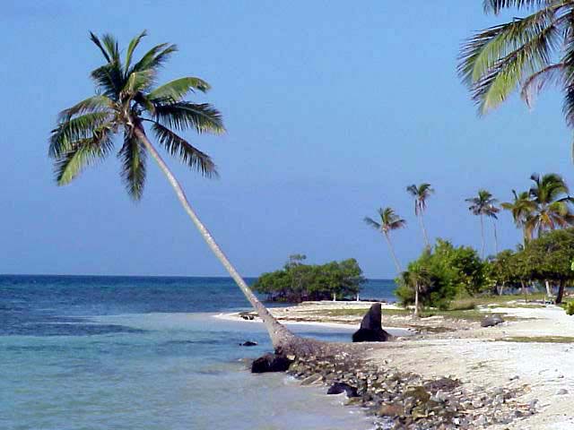 utilla beach palms