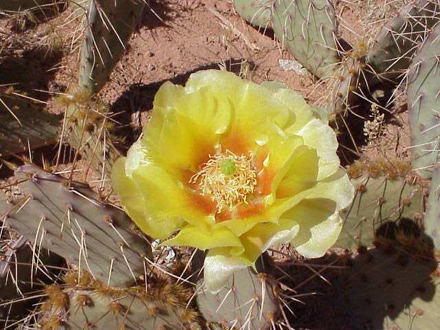 yellow_cactus3
