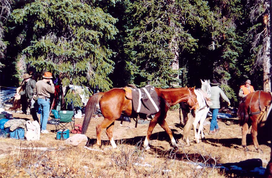 horse