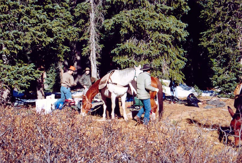 horse