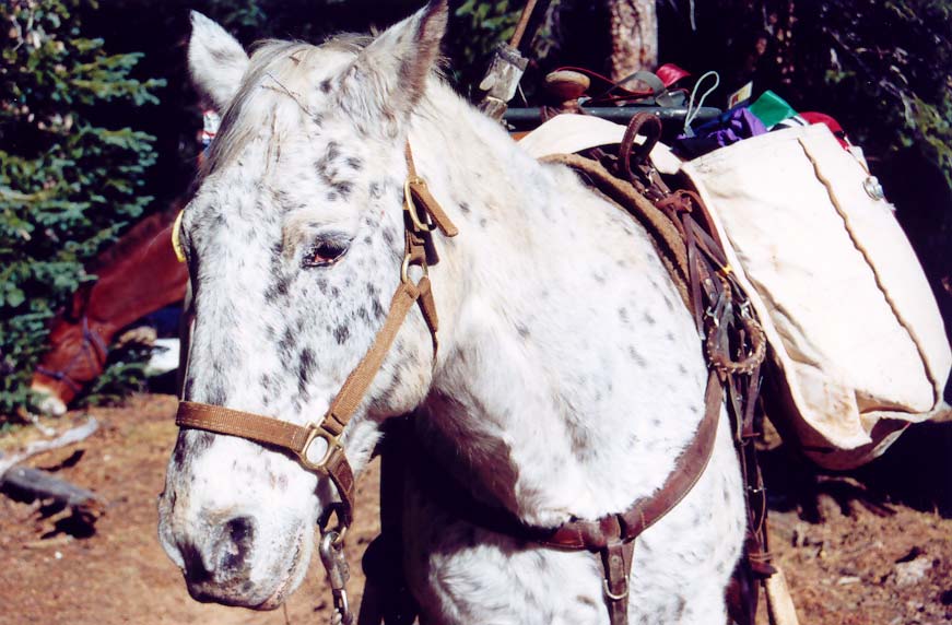horse